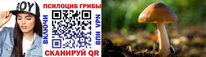 Купить где  Болохово  Псилоцибиновые грибы Psilocybe 